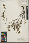 Foto von Salix arbuscula L.